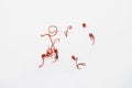 Red parasites worms on a white background