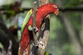 Red Parot Royalty Free Stock Photo