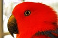Red parot head. Female Eclectus parrot from Autstralia, A side view of her red feathered head with black beak Royalty Free Stock Photo