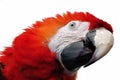 Red Parrot Royalty Free Stock Photo