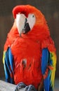 Red Parrot Royalty Free Stock Photo