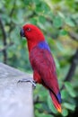 Red Parrot Royalty Free Stock Photo
