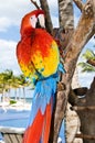 Red Parrot Royalty Free Stock Photo