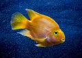 Red parrot aquarium fish in blue water.