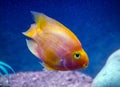 Red parrot aquarium fish in blue water.