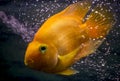 Red parrot aquarium fish in the bubbles cloud.