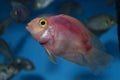 Red parrot aquarium fish swimming in aquarium