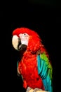 Red parrot, Arini isolated on black Royalty Free Stock Photo