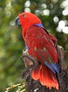 Red parrot bird