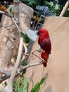 Red Parrot Royalty Free Stock Photo