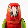 Vibrant Red Parrot Portrait: 8k Ultra-clear Close-up Drawing