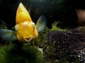 Red Parrot Cichlid fishes in aquarium. Orange Parrot fish on background blue water and green seaweed Royalty Free Stock Photo