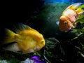 Red Parrot Cichlid fishes in aquarium. Orange Parrot fish on background blue water and green seaweed. Royalty Free Stock Photo