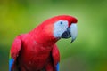 Red parrot close-up portrait. Portrait of big parrot Scarlet Macaw, Ara macao, in forest habitat. Tarcoles, Carara NP, Costa Rica