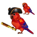 Red parrot in a cocked hat pirate with a telescope. Tropical tamed bird is isolated on a white background. Animated