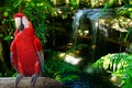 Red Parrot