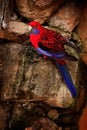 Red parrot. Crimson rosella, Platycercus elegans, colourful parrot sitting on the rock. Animal in the nature habitat, Australia.