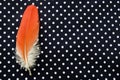 Red parrot feather on polka dot