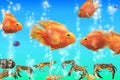 Red parrot fish in the aquarium, cichlids from Lak Royalty Free Stock Photo