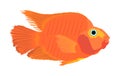 Red parrot fish illustration isolated on white background. Aquarium fish, exotic under water world. Coral reef Pisces.