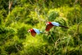 Red parrot in flight. Macaw flying, green vegetation in background. Red and green Macaw in tropical forest Royalty Free Stock Photo