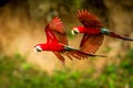 Red parrot in flight. Macaw flying, green vegetation in background. Red and green Macaw in tropical forest Royalty Free Stock Photo