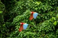 Red parrot in flight. Macaw flying, green vegetation in background. Red and green Macaw in tropical forest Royalty Free Stock Photo