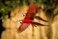 Red parrot in flight. Macaw flying, green vegetation in background. Red and green Macaw in tropical forest Royalty Free Stock Photo