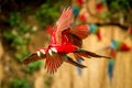 Red Parrot In Flight. Macaw Flying, Green Vegetation In Background. Red And Green Macaw In Tropical Forest