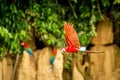 Red parrot in flight. Macaw flying, green vegetation in background. Red and green Macaw in tropical forest Royalty Free Stock Photo