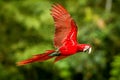 Red Parrot In Flight. Macaw Flying, Green Vegetation In Background. Red And Green Macaw In Tropical Forest