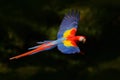 Red parrot fly in dark green vegetation. Scarlet Macaw, Ara macao, in tropical forest, Costa Rica, Wildlife scene from tropic natu