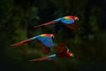 Red parrot flying in dark green vegetation. Scarlet Macaw, Ara macao, in tropical forest, Brazil. Wildlife scene from nature. Royalty Free Stock Photo