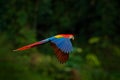 Red parrot in forest. Macaw parrot flying in dark green vegetation. Scarlet Macaw, Ara macao, in tropical forest, Costa Rica. Royalty Free Stock Photo