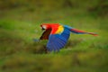 Red parrot in forest. Macaw parrot flying in dark green vegetation. Scarlet Macaw, Ara macao, in tropical forest, Costa Rica. Wild Royalty Free Stock Photo