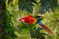 Red parrot in green vegetation. Scarlet Macaw, Ara macao, in dark green tropical forest, Costa Rica, Wildlife scene from tropic na Royalty Free Stock Photo
