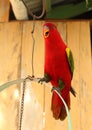 Red parrot with green and yellow wings Royalty Free Stock Photo