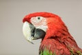 Red Parrot head Royalty Free Stock Photo