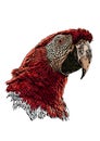 Red parrot head vector illustration