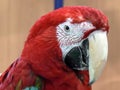 Red parrot with large white beak