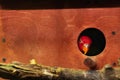 Red parrot looks out of a wooden birdhouse