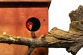 Red parrot looks out of a wooden birdhouse isolated