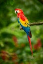 Red parrot Macaw parrot Scarlet Macaw, Ara macao, in tropical forest, Costa Rica.