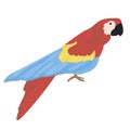 Red parrot macaw isolated on white background. parrots as pets. exotic tropical birds. vector flat. Royalty Free Stock Photo