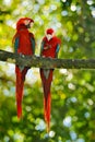 Red parrot pair love in dark green vegetation. Scarlet Macaw, Ara macao, in tropical forest, Brazil. Wildlife scene from nature.