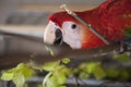 Red parrot Royalty Free Stock Photo
