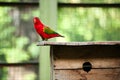 Red parrot perched on a bird house Royalty Free Stock Photo