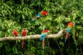 Red parrot in perching on branch, green vegetation in background. Red and green Macaw in tropical forest, Peru, Wildlife scene Royalty Free Stock Photo