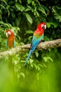 Red parrot in perching on branch, green vegetation in background. Red and green Macaw in tropical forest, Peru Royalty Free Stock Photo