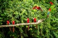 Red parrot in perching on branch, green vegetation in background. Red and green Macaw in tropical forest, Peru